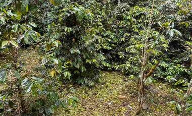 LOTE en venta 3000 m mango Apto para lo que quieras!! todo al día 
💵 ¡PRECIO DE OPORTUNIDAD! Por debajo del avalúo comercial.