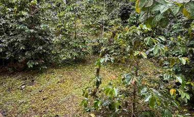 LOTE en venta 3000 m mango Apto para lo que quieras!! todo al día 
💵 ¡PRECIO DE OPORTUNIDAD! Por debajo del avalúo comercial.