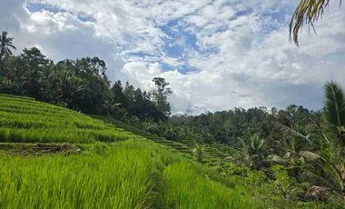 tanah kebun sangat murah dengan view sawah, gunung dan los sungai di tabanan bali