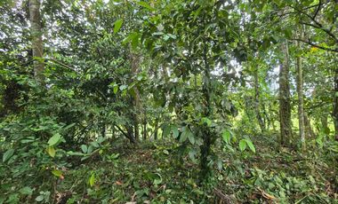 tanah kebun sangat murah dengan view sawah, gunung dan los sungai di tabanan bali