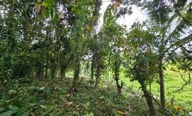 tanah kebun sangat murah dengan view sawah, gunung dan los sungai di tabanan bali