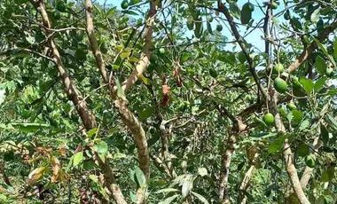 🥑 Finca Productiva de 1.5 Ha en Palocabildo – Con Casa, Cultivos y Borde de Carretera