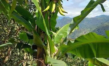 🥑 Finca Productiva de 1.5 Ha en Palocabildo – Con Casa, Cultivos y Borde de Carretera