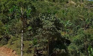 🥑 Finca Productiva de 1.5 Ha en Palocabildo – Con Casa, Cultivos y Borde de Carretera