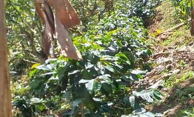 🥑 Finca Productiva de 1.5 Ha en Palocabildo – Con Casa, Cultivos y Borde de Carretera