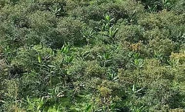 🥑 Finca Productiva de 1.5 Ha en Palocabildo – Con Casa, Cultivos y Borde de Carretera