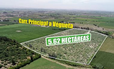 VENTA TERRENO AGRICOLA 5.6 HECTAREAS