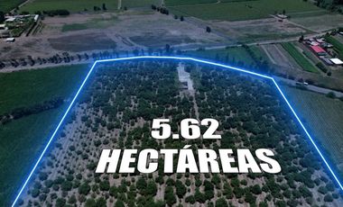 VENTA TERRENO AGRICOLA 5.6 HECTAREAS