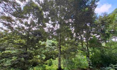 tanah kebun durian murah dan sangat strategis dengan view gunung dan los sungai