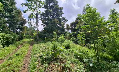 tanah kebun durian murah dan sangat strategis dengan view gunung dan los sungai
