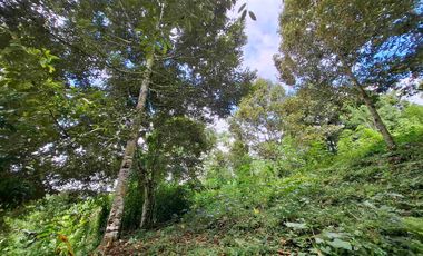 tanah kebun durian murah dan sangat strategis dengan view gunung dan los sungai