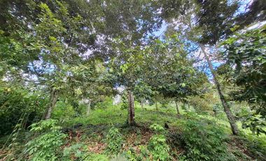 tanah kebun durian murah dan sangat strategis dengan view gunung dan los sungai