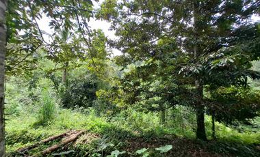 tanah kebun durian murah dan sangat strategis dengan view gunung dan los sungai