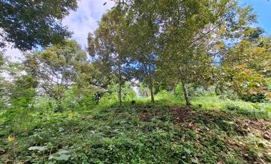 tanah kebun durian murah dan sangat strategis dengan view gunung dan los sungai