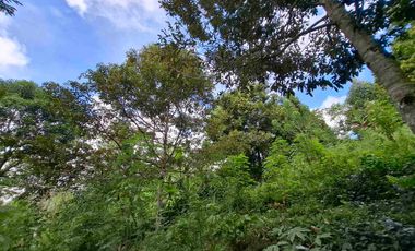 tanah kebun durian murah dan sangat strategis dengan view gunung dan los sungai