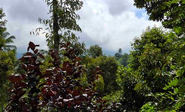 tanah kebun durian murah dan sangat strategis dengan view gunung dan los sungai
