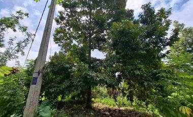 tanah kebun durian murah dan sangat strategis dengan view gunung dan los sungai