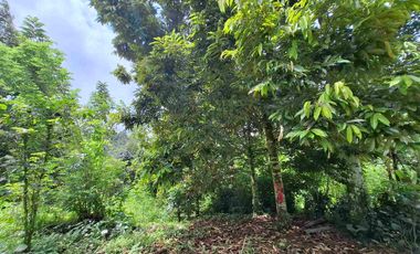 tanah kebun durian murah dan sangat strategis dengan view gunung dan los sungai