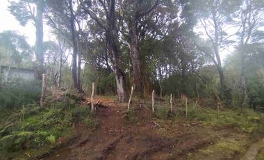 :
🌲 OPORTUNIDAD ÚNICA EN NERCÓN ALTO, superficie 2 hás. Bosque Nativo.