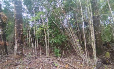 :
🌲 OPORTUNIDAD ÚNICA EN NERCÓN ALTO, superficie 2 hás. Bosque Nativo.