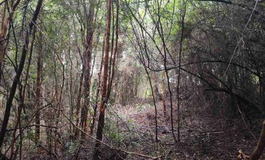 :
🌲 OPORTUNIDAD ÚNICA EN NERCÓN ALTO, superficie 2 hás. Bosque Nativo.