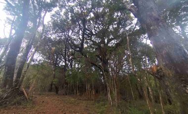 :
🌲 OPORTUNIDAD ÚNICA EN NERCÓN ALTO, superficie 2 hás. Bosque Nativo.