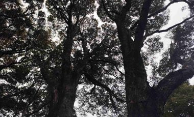 :
🌲 OPORTUNIDAD ÚNICA EN NERCÓN ALTO, superficie 2 hás. Bosque Nativo.