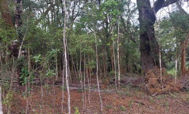 :
🌲 OPORTUNIDAD ÚNICA EN NERCÓN ALTO, superficie 2 hás. Bosque Nativo.