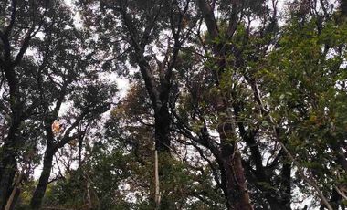 :
🌲 OPORTUNIDAD ÚNICA EN NERCÓN ALTO, superficie 2 hás. Bosque Nativo.