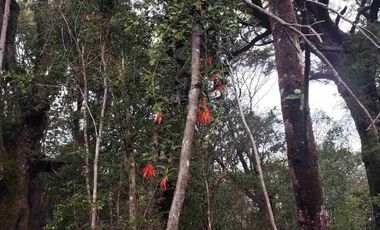 :
🌲 OPORTUNIDAD ÚNICA EN NERCÓN ALTO, superficie 2 hás. Bosque Nativo.
