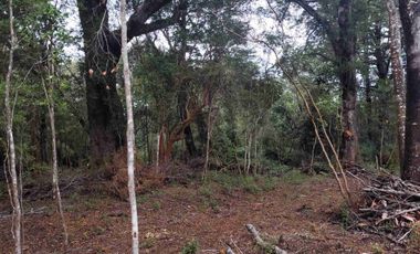 :
🌲 OPORTUNIDAD ÚNICA EN NERCÓN ALTO, superficie 2 hás. Bosque Nativo.