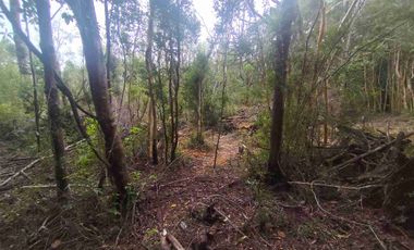:
🌲 OPORTUNIDAD ÚNICA EN NERCÓN ALTO, superficie 2 hás. Bosque Nativo.