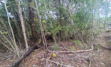 :
🌲 OPORTUNIDAD ÚNICA EN NERCÓN ALTO, superficie 2 hás. Bosque Nativo.