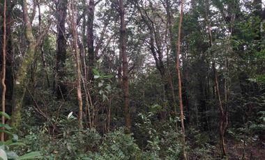 :
🌲 OPORTUNIDAD ÚNICA EN NERCÓN ALTO, superficie 2 hás. Bosque Nativo.
