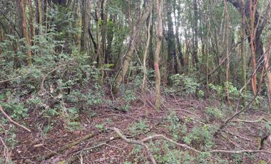 :
🌲 OPORTUNIDAD ÚNICA EN NERCÓN ALTO, superficie 2 hás. Bosque Nativo.