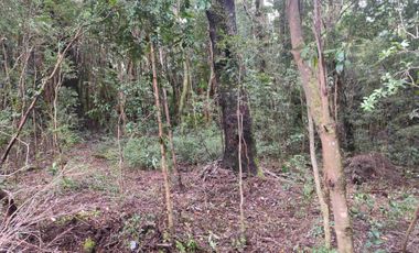 :
🌲 OPORTUNIDAD ÚNICA EN NERCÓN ALTO, superficie 2 hás. Bosque Nativo.