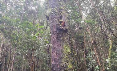 :
🌲 OPORTUNIDAD ÚNICA EN NERCÓN ALTO, superficie 2 hás. Bosque Nativo.