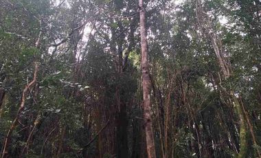 :
🌲 OPORTUNIDAD ÚNICA EN NERCÓN ALTO, superficie 2 hás. Bosque Nativo.