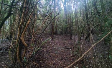 :
🌲 OPORTUNIDAD ÚNICA EN NERCÓN ALTO, superficie 2 hás. Bosque Nativo.