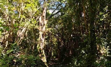 :
🌲 OPORTUNIDAD ÚNICA EN NERCÓN ALTO, superficie 2 hás. Bosque Nativo.