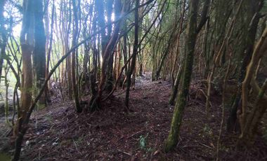 :
🌲 OPORTUNIDAD ÚNICA EN NERCÓN ALTO, superficie 2 hás. Bosque Nativo.