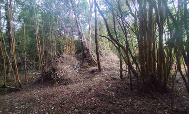 :
🌲 OPORTUNIDAD ÚNICA EN NERCÓN ALTO, superficie 2 hás. Bosque Nativo.