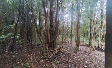 :
🌲 OPORTUNIDAD ÚNICA EN NERCÓN ALTO, superficie 2 hás. Bosque Nativo.