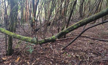:
🌲 OPORTUNIDAD ÚNICA EN NERCÓN ALTO, superficie 2 hás. Bosque Nativo.