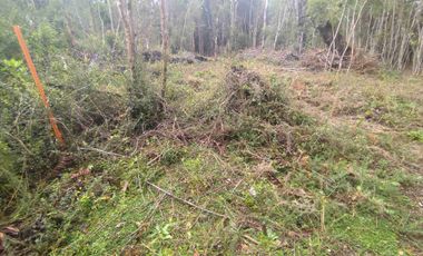 :
🌲 OPORTUNIDAD ÚNICA EN NERCÓN ALTO, superficie 2 hás. Bosque Nativo.