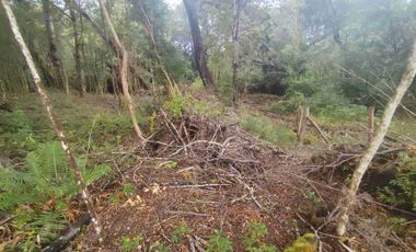 :
🌲 OPORTUNIDAD ÚNICA EN NERCÓN ALTO, superficie 2 hás. Bosque Nativo.