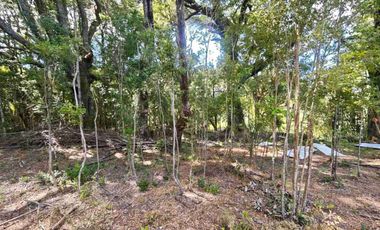 :
🌲 OPORTUNIDAD ÚNICA EN NERCÓN ALTO, superficie 2 hás. Bosque Nativo.