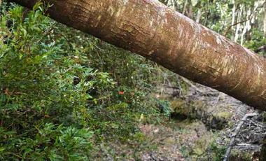 :
🌲 OPORTUNIDAD ÚNICA EN NERCÓN ALTO, superficie 2 hás. Bosque Nativo.