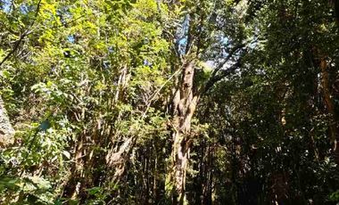 :
🌲 OPORTUNIDAD ÚNICA EN NERCÓN ALTO, superficie 2 hás. Bosque Nativo.