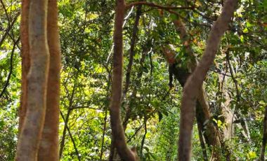 :
🌲 OPORTUNIDAD ÚNICA EN NERCÓN ALTO, superficie 2 hás. Bosque Nativo.